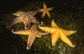 The Northern Pacific Sea Star is an environmental threat caused by the increase in shipping. (Photo: CSIRO via wikicommons)